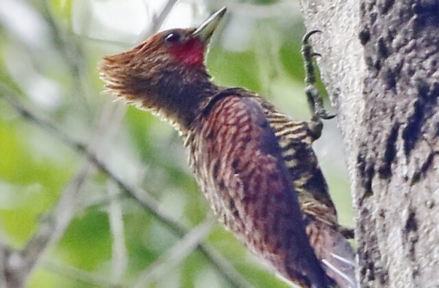 Variable Woodpecker