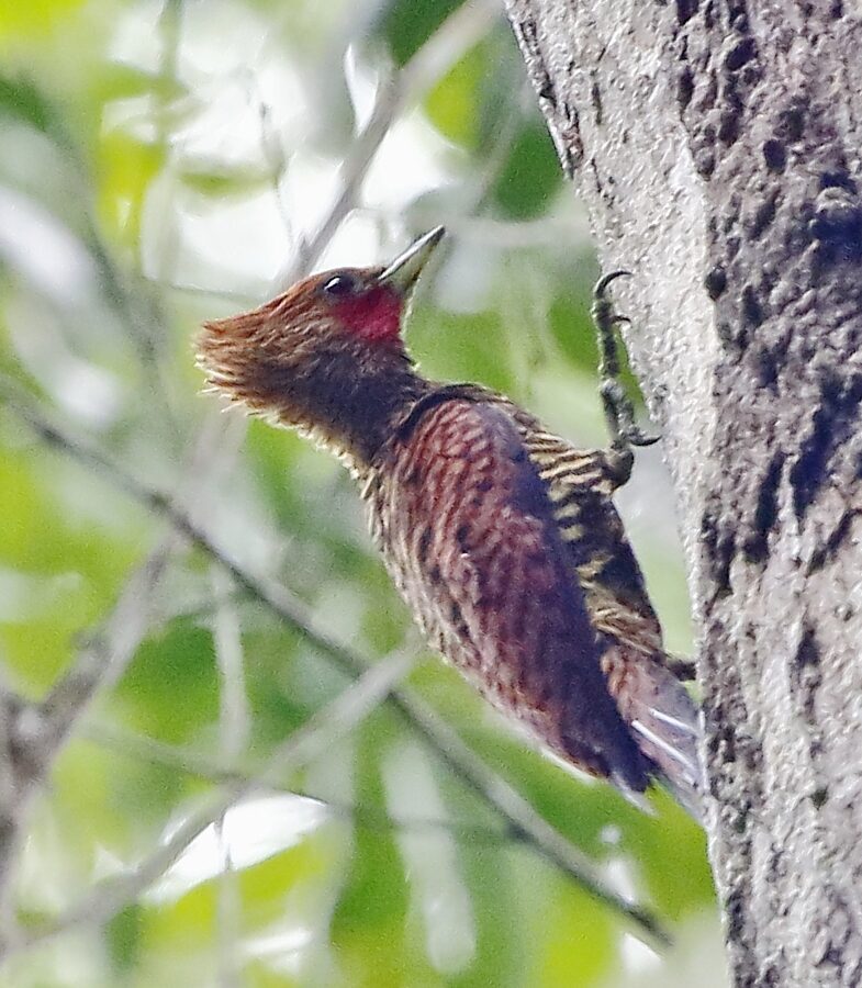 Variable Woodpecker