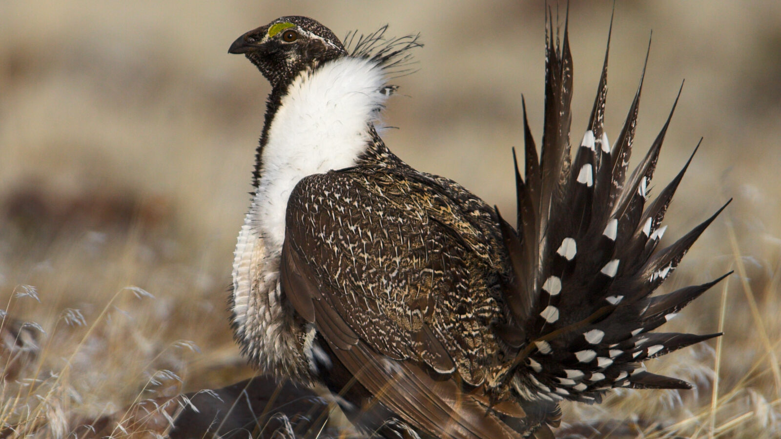 Sage Grouse