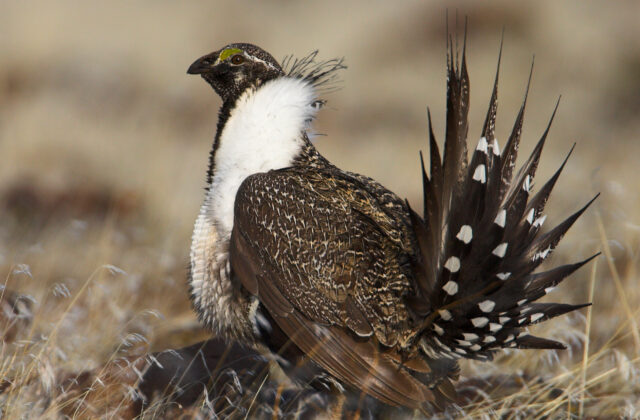 Sage Grouse