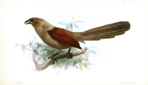 Andaman Coucal