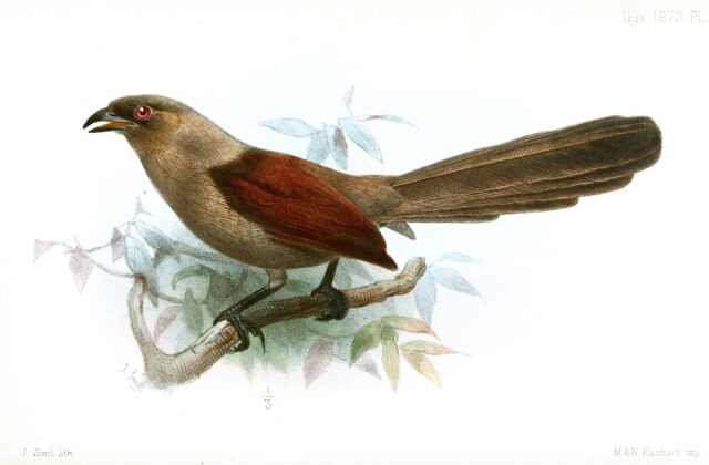 Andaman Coucal