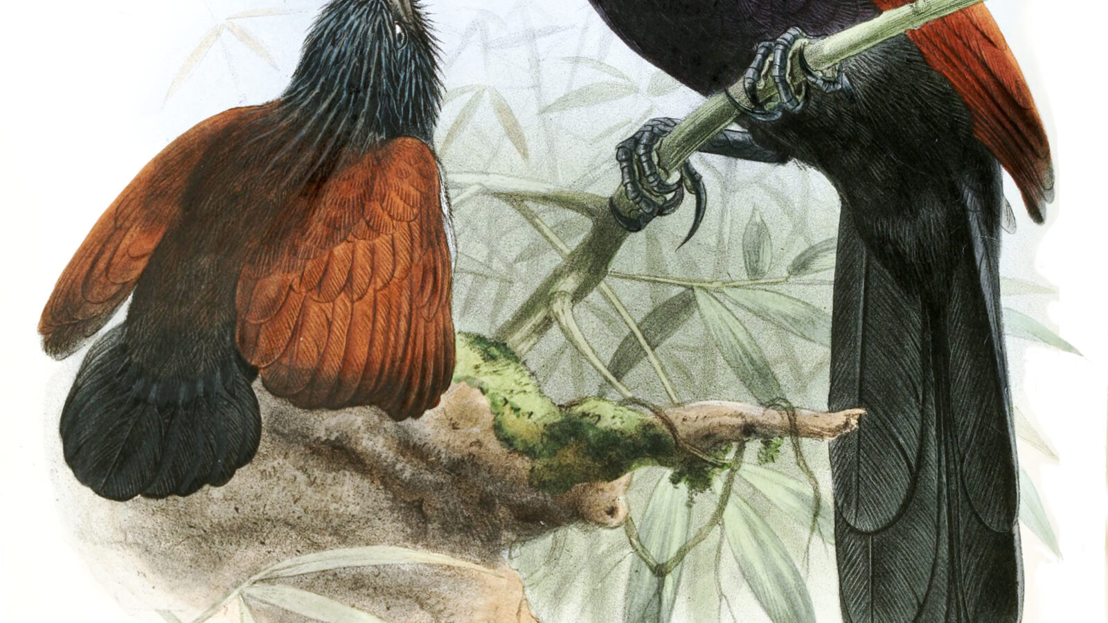 Green-billed Coucal