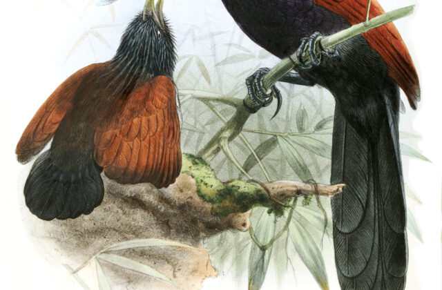 Green-billed Coucal