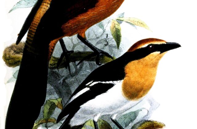 Gabon Coucal