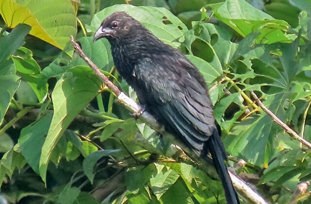 Black-billed Coucal