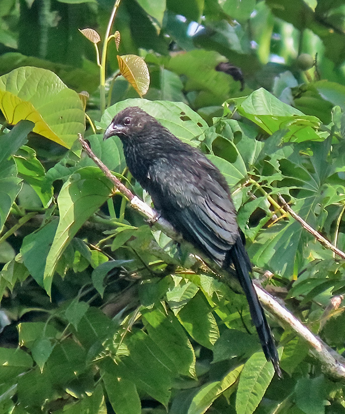 Black-billed Coucal