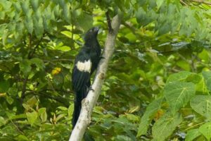 Goliath Coucal