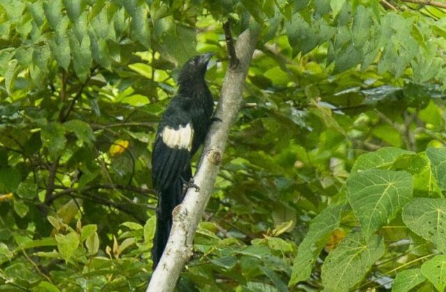 Goliath Coucal