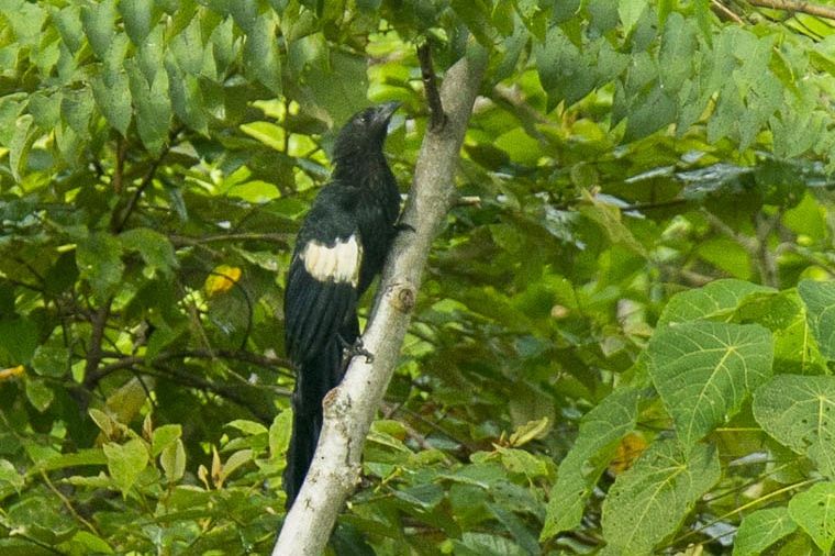 Goliath Coucal
