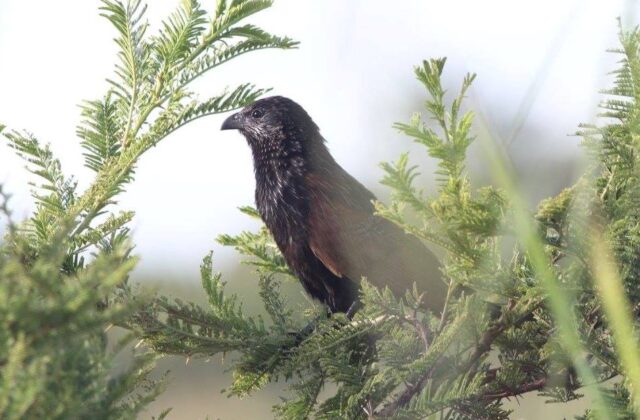 Black Coucal