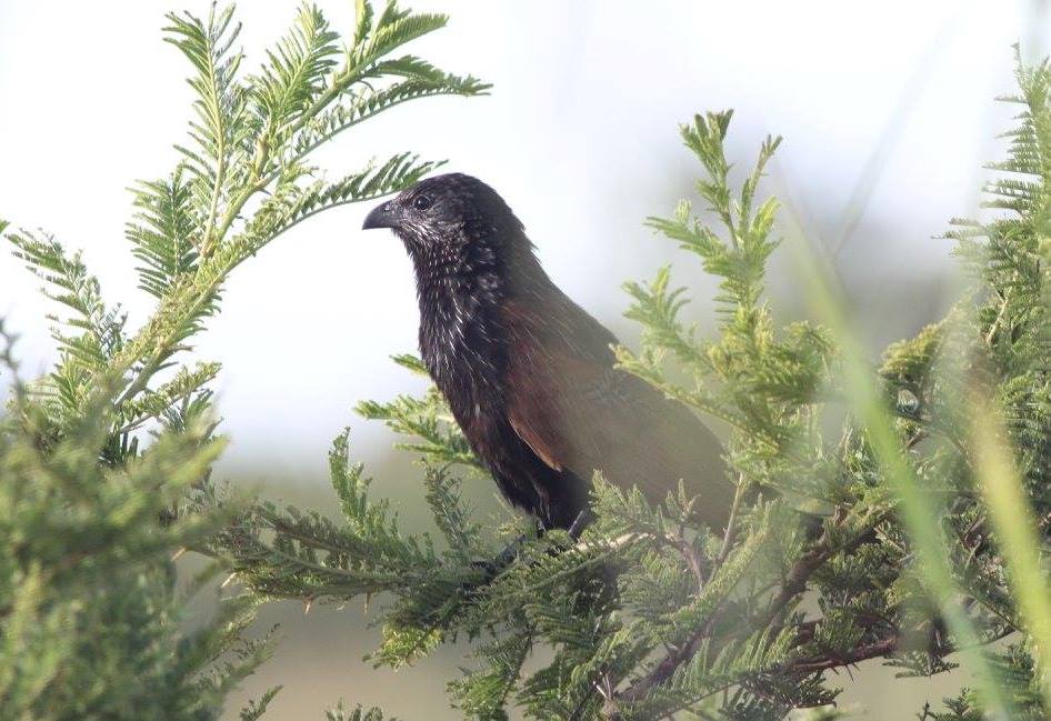 Black Coucal