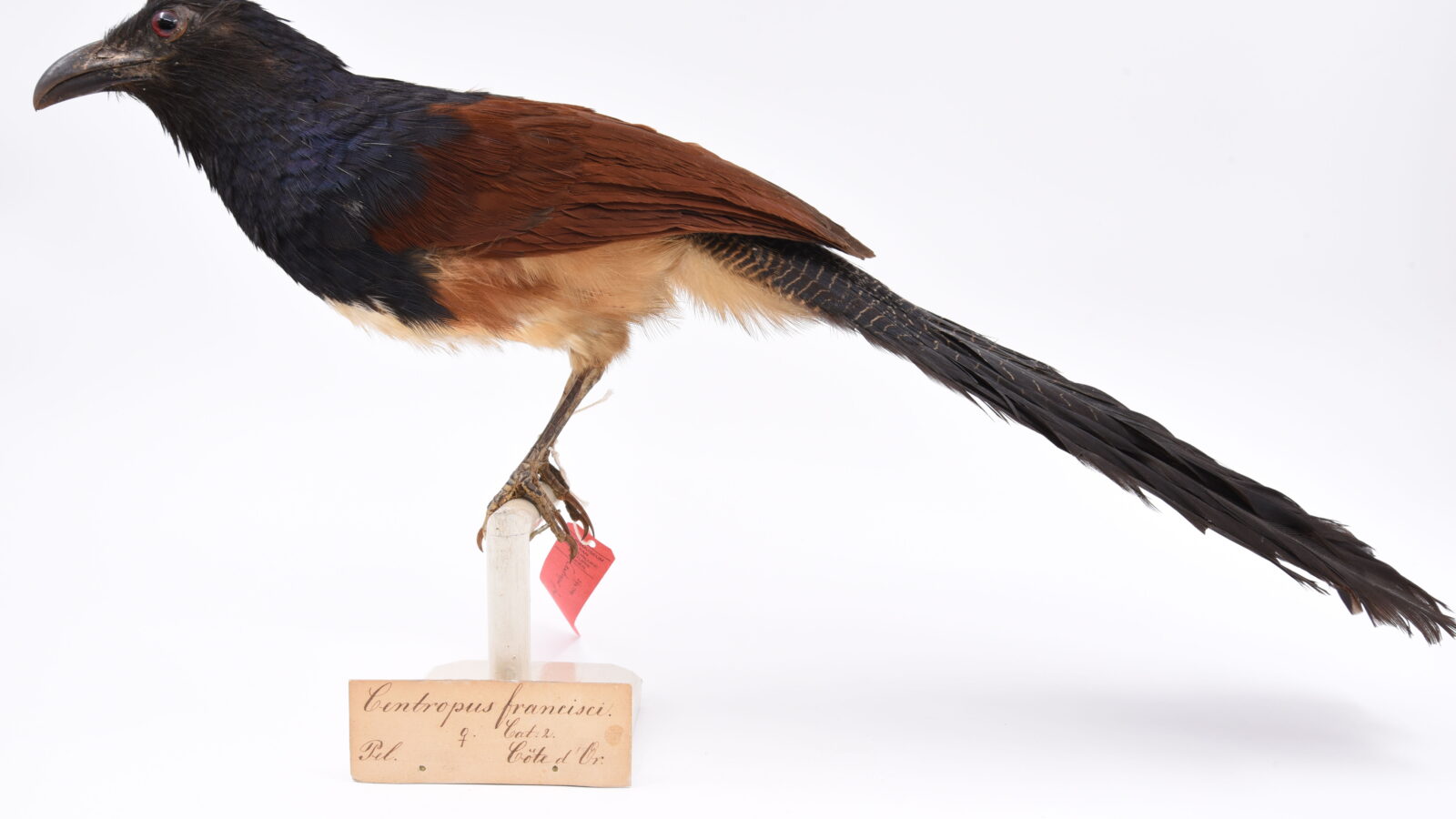 Black-throated Coucal