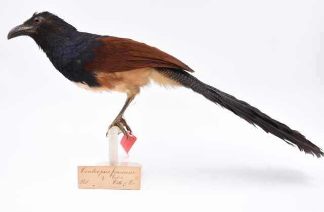 Black-throated Coucal