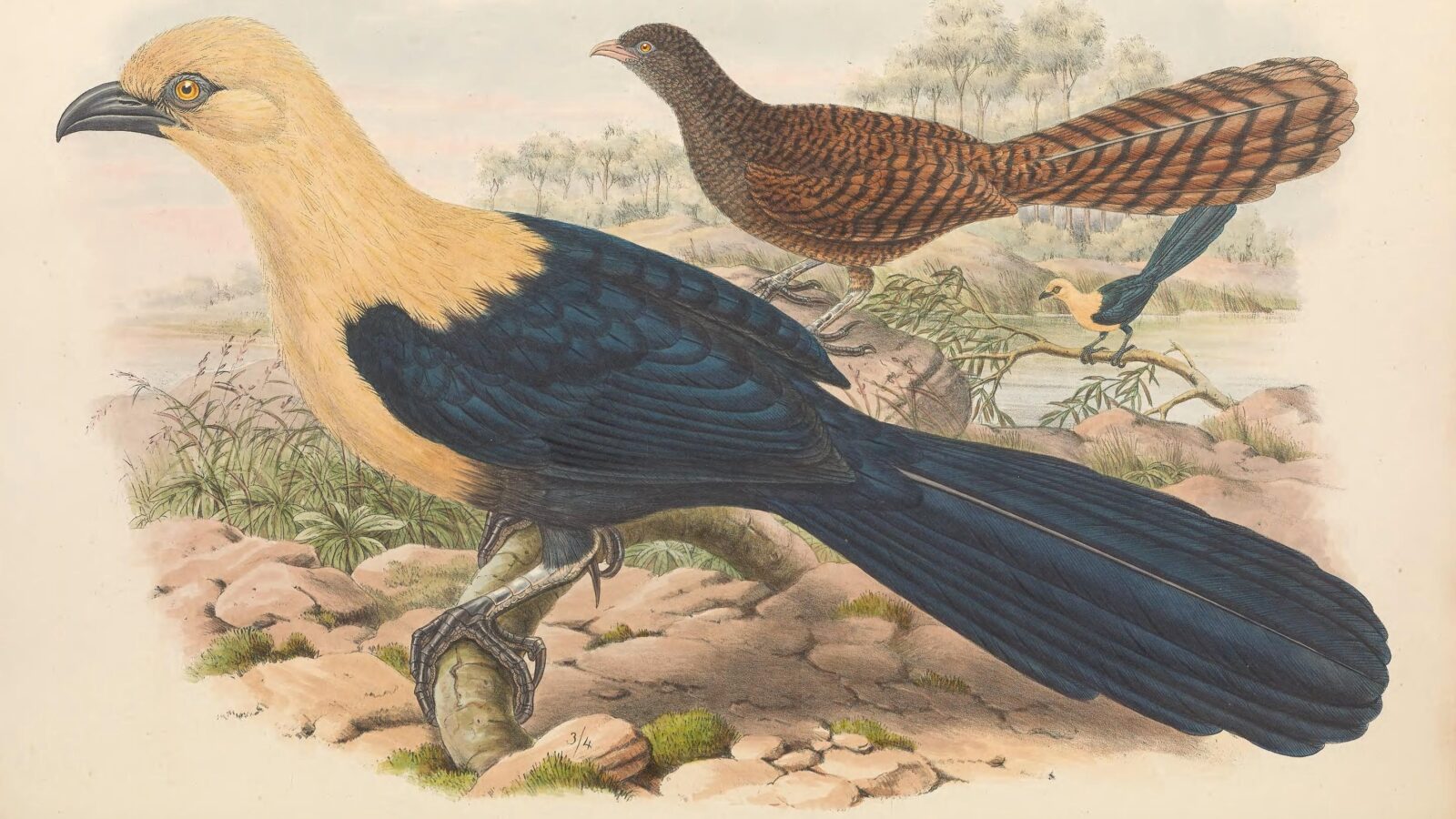 Buff-headed Coucal