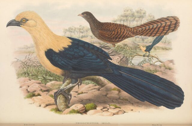 Buff-headed Coucal