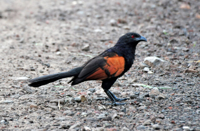 Sunda Coucal
