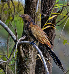 Pheasant Coucal