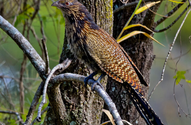 Pheasant Coucal