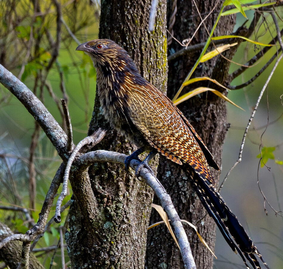 Pheasant Coucal