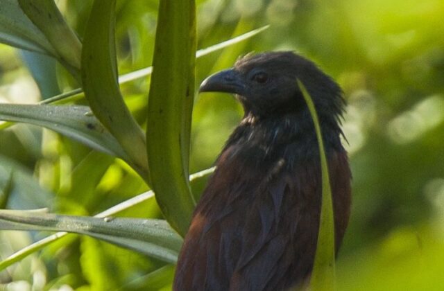 Philippine Coucal