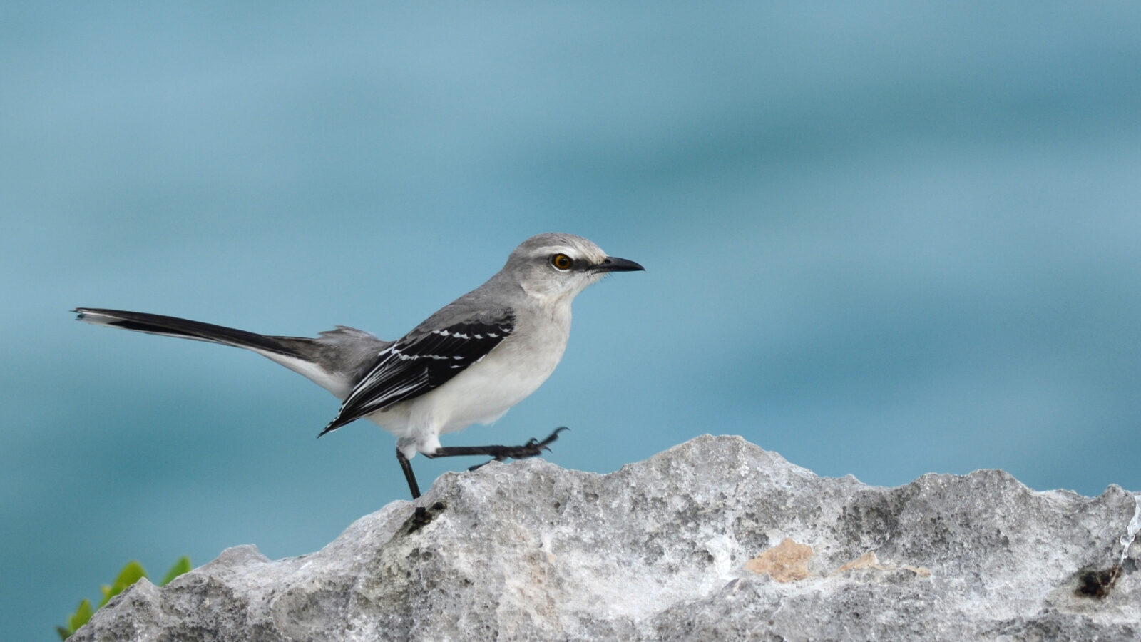 Tropical Mockingbird