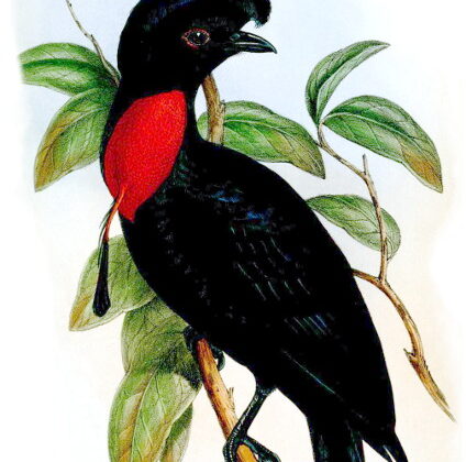 Bare-necked Umbrellabird
