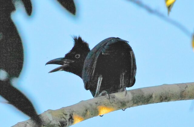 Amazonian Umbrellabird