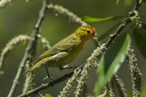 Fire-capped Tit