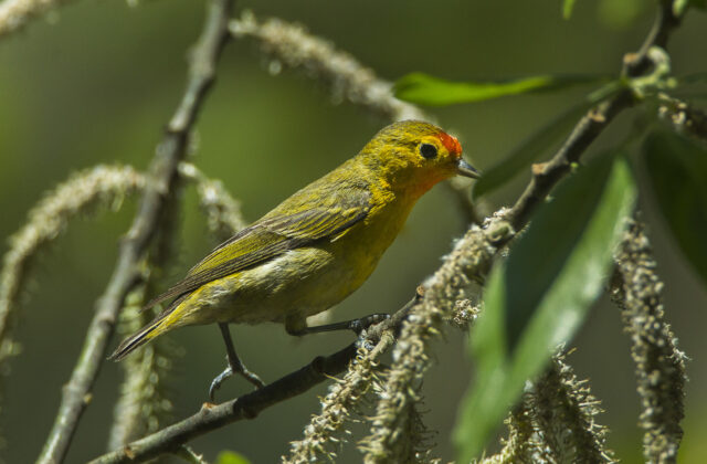 Fire-capped Tit