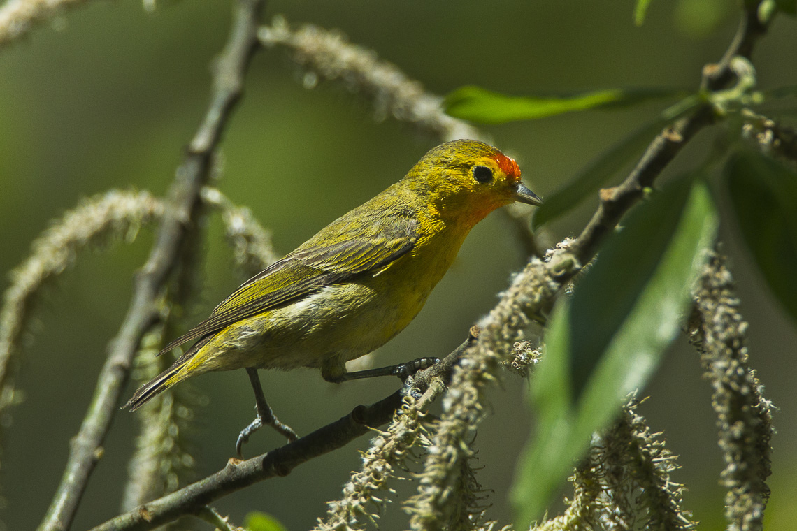 Fire-capped Tit