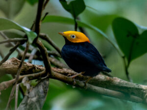 Golden-headed Manakin