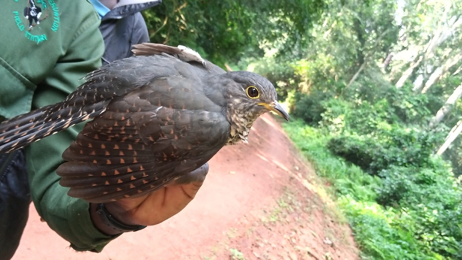 Dusky Long-tailed Cuckoo