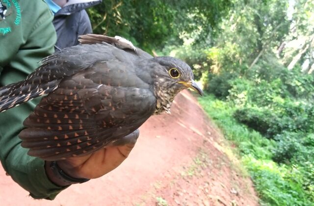 Dusky Long-tailed Cuckoo