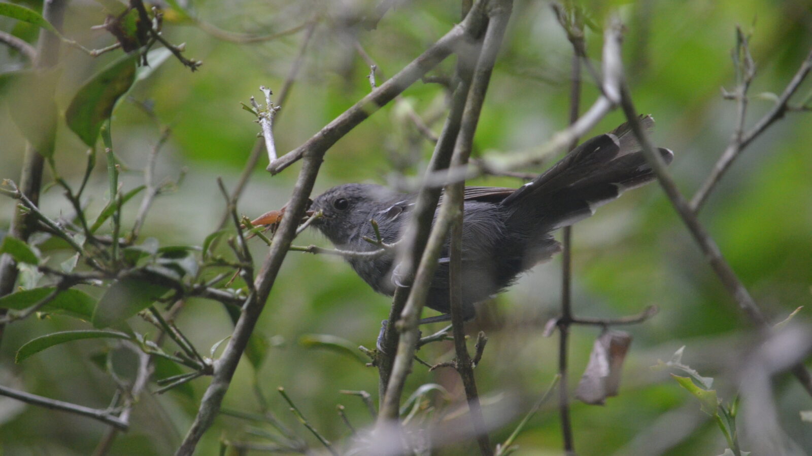 Rio de Janeiro Antbird