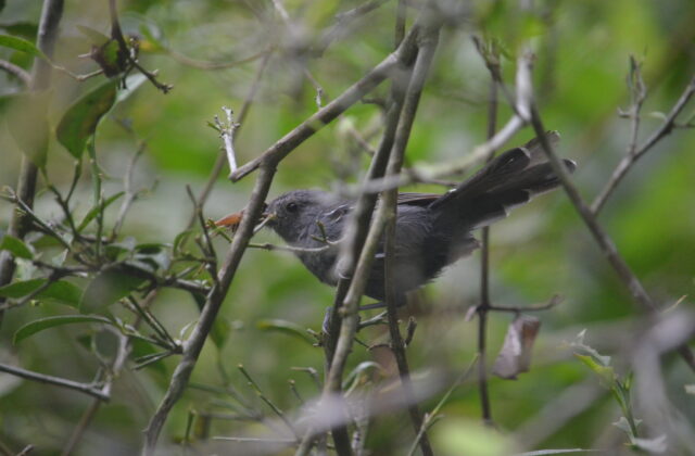 Rio de Janeiro Antbird