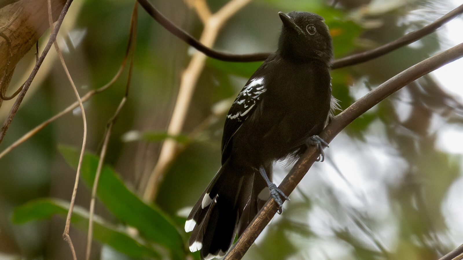 Rio Branco Antbird