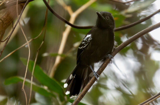 Rio Branco Antbird