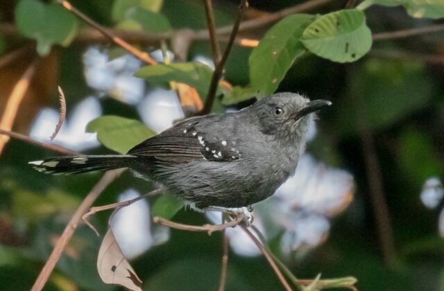 Grey Antbird
