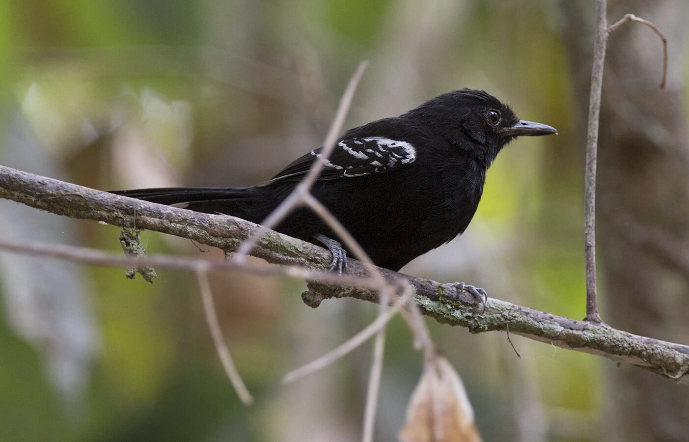 Bananal Antbird