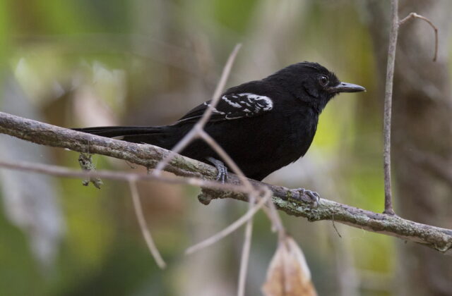 Bananal Antbird