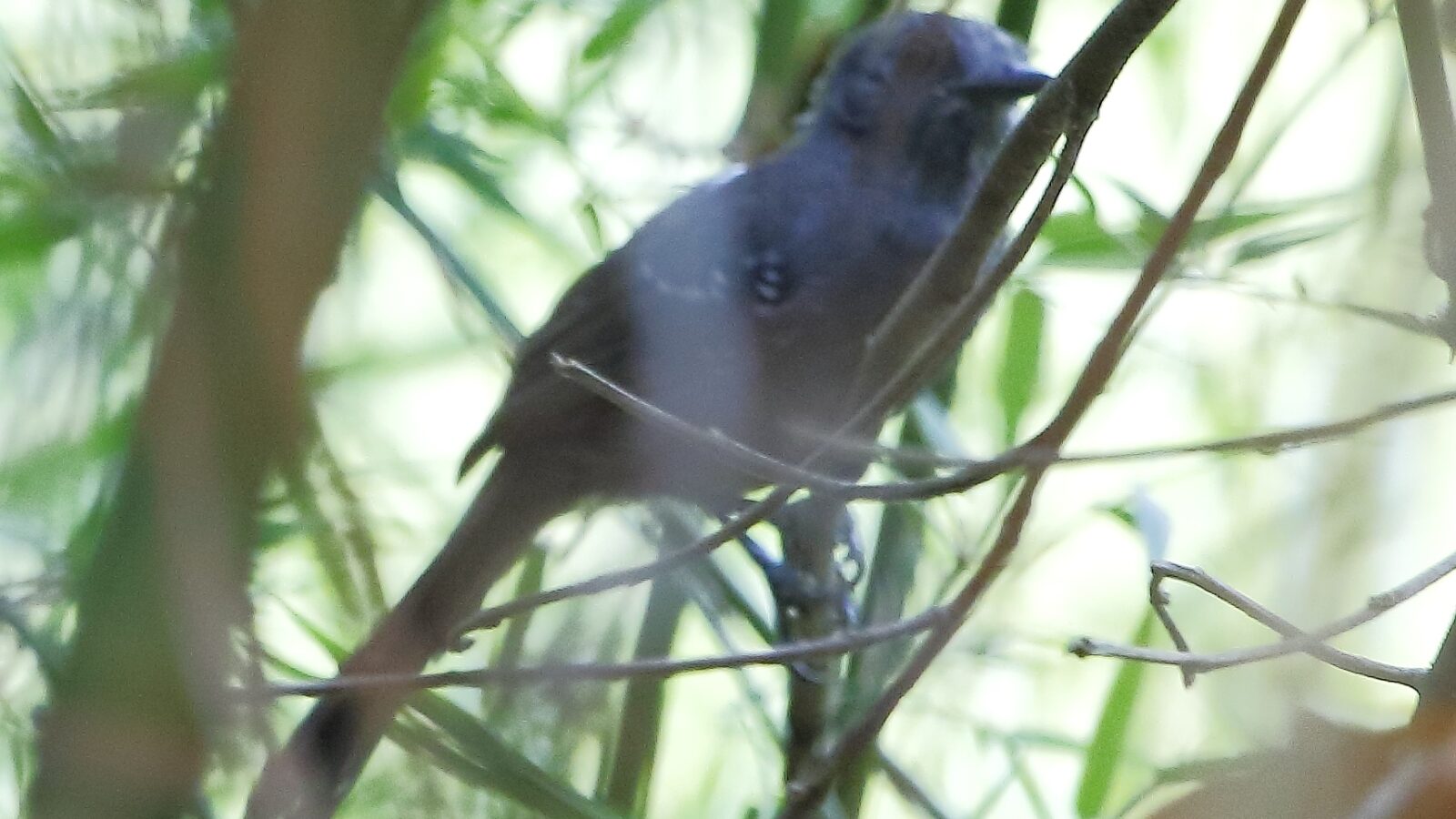 Manu Antbird
