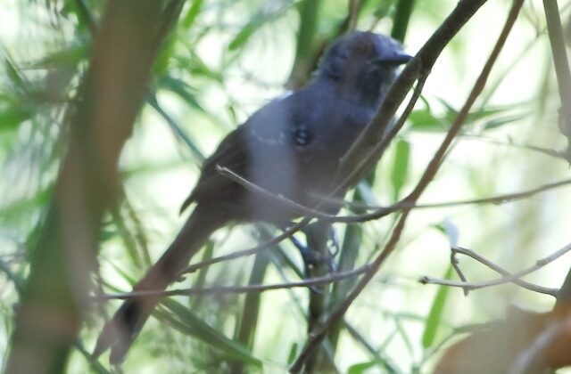 Manu Antbird