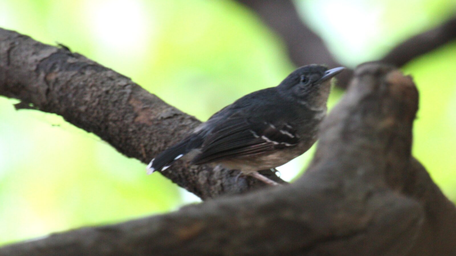 Mato Grosso Antbird