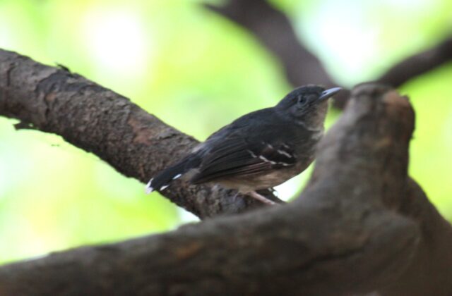 Mato Grosso Antbird
