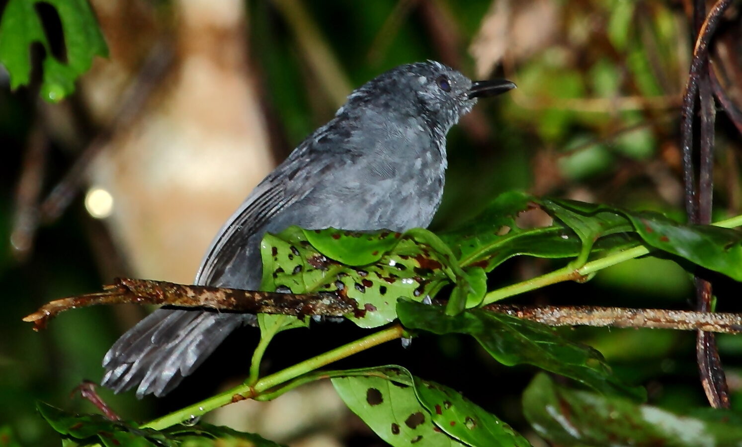 Blackish Antbird