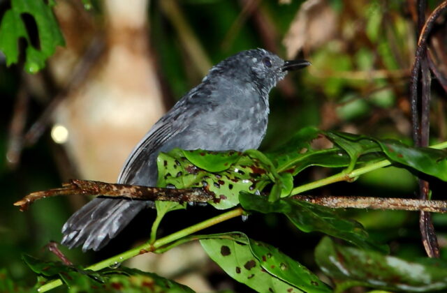 Blackish Antbird
