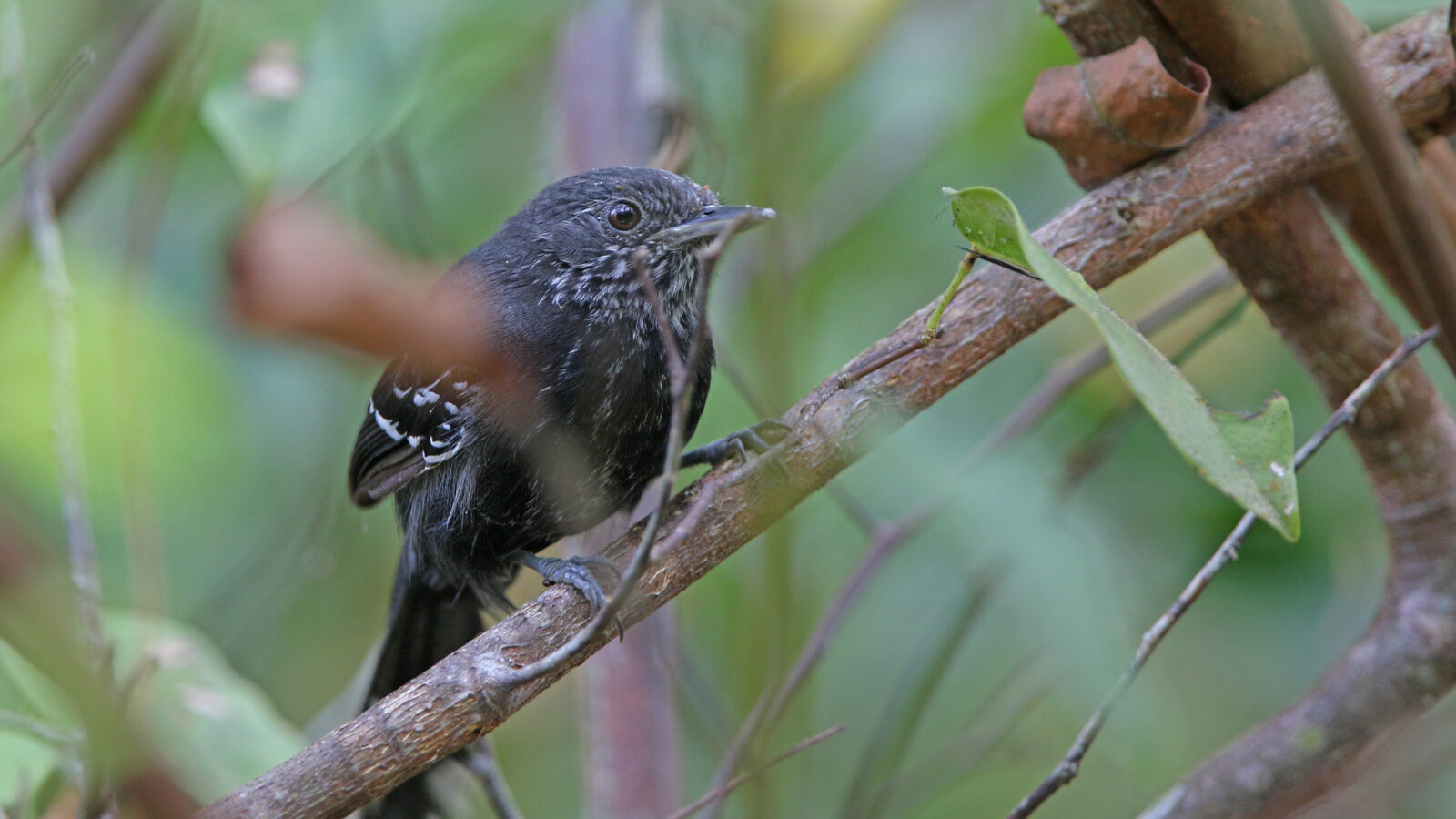 Jet Antbird