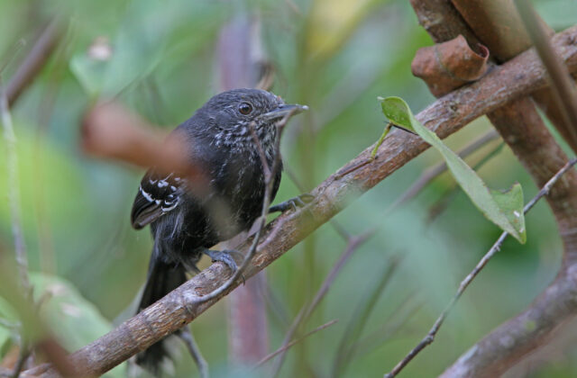 Jet Antbird