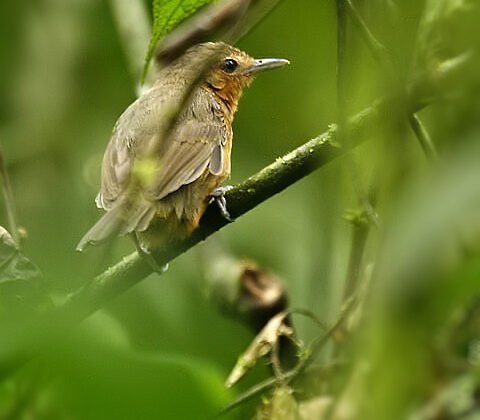Dusky Antbird